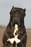CANE CORSO 1440